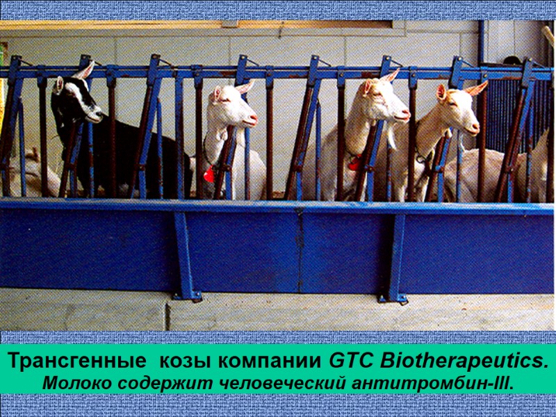 Трансгенные  козы компании GTC Biotherapeutics. Молоко содержит человеческий антитромбин-III.